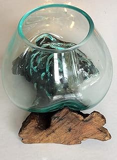 Vase en Verre Finement soufflé sur Une Racine de Teck – Bol de 12 à 13 cm de diamètre – Idéal pour Les Fleurs ou Un Terrarium d